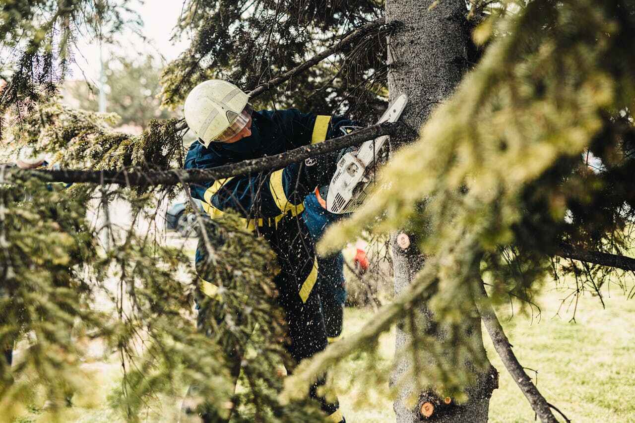 The Steps Involved in Our Tree Care Process in Nitro, WV